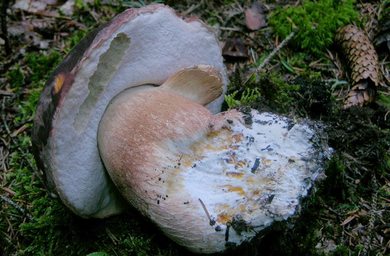 Finalmente il risveglio del bosco.